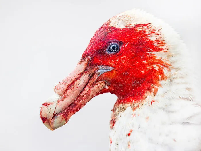 Close-up of a colorful bird with red and white feathers, featured in Bird Photographer of the Year winning shots.