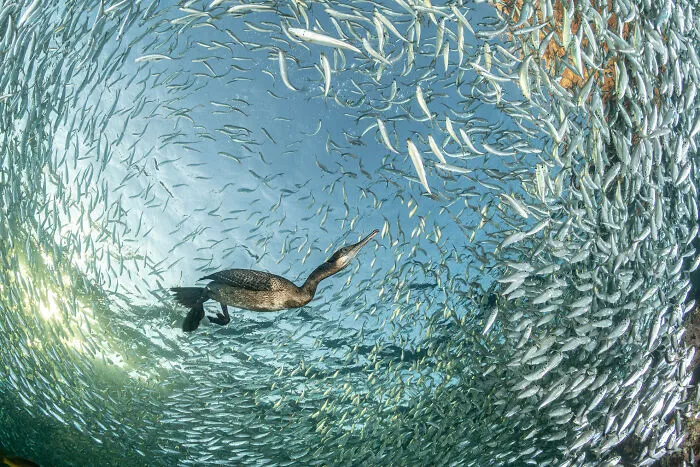 Birds In The Environment, Gold Award: Feasting At Sunset By Franco Banfi, Switzerland