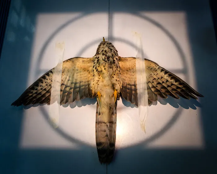 Bird photograph with wings spread wide, illuminated by sunlight and shadow, showcasing stunning details and patterns.