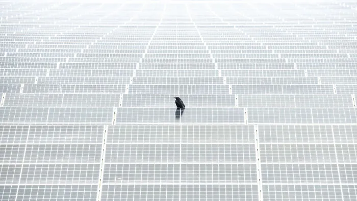 Urban Birds, Gold Award: Feathered On Panels By Alex Pansier, Netherlands