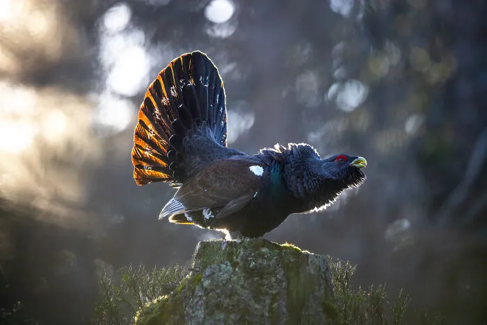 Bird Behaviour, Silver Award: King Of The Forest By Mateusz Piesiak, Poland