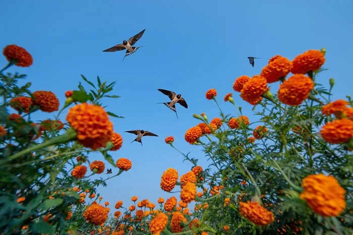 Birds In Flight, Silver Award: Through The Marigolds By Baiju Patil, India