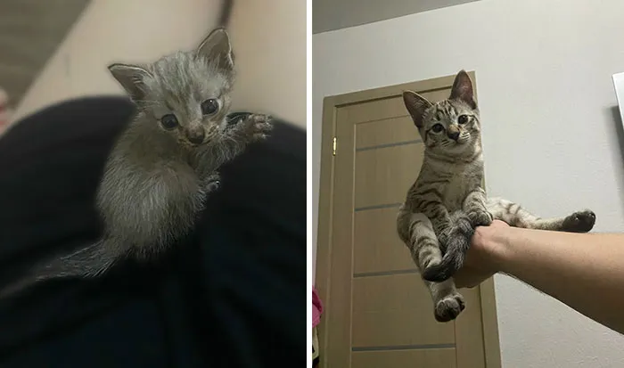 “Cat Grows”: 29 Side-By-Side Comparisons Of Cats Now And When They Were Little (New Pics)