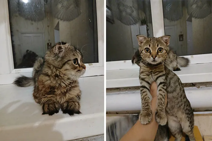 “Cat Grows”: 29 Side-By-Side Comparisons Of Cats Now And When They Were Little (New Pics)