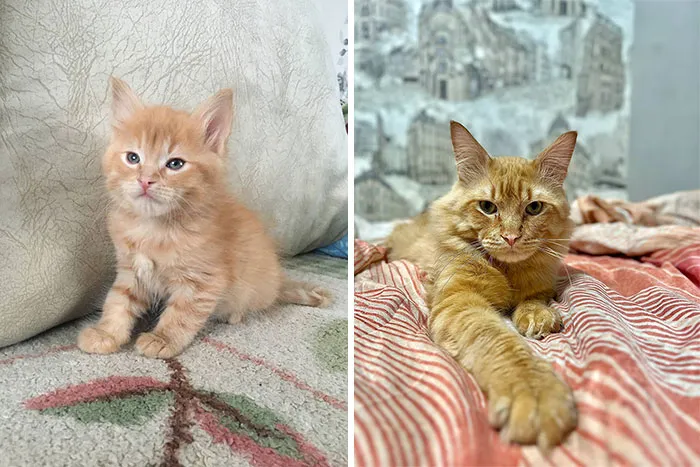“Cat Grows”: 29 Side-By-Side Comparisons Of Cats Now And When They Were Little (New Pics)