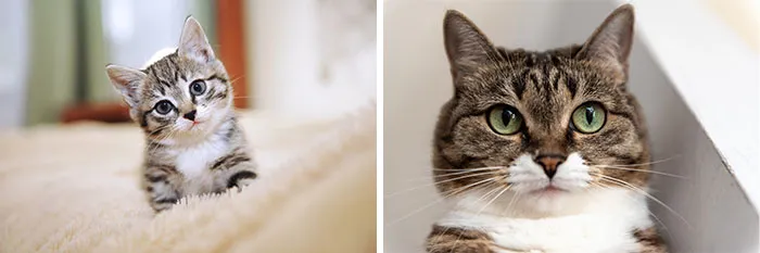 “Cat Grows”: 29 Side-By-Side Comparisons Of Cats Now And When They Were Little (New Pics)