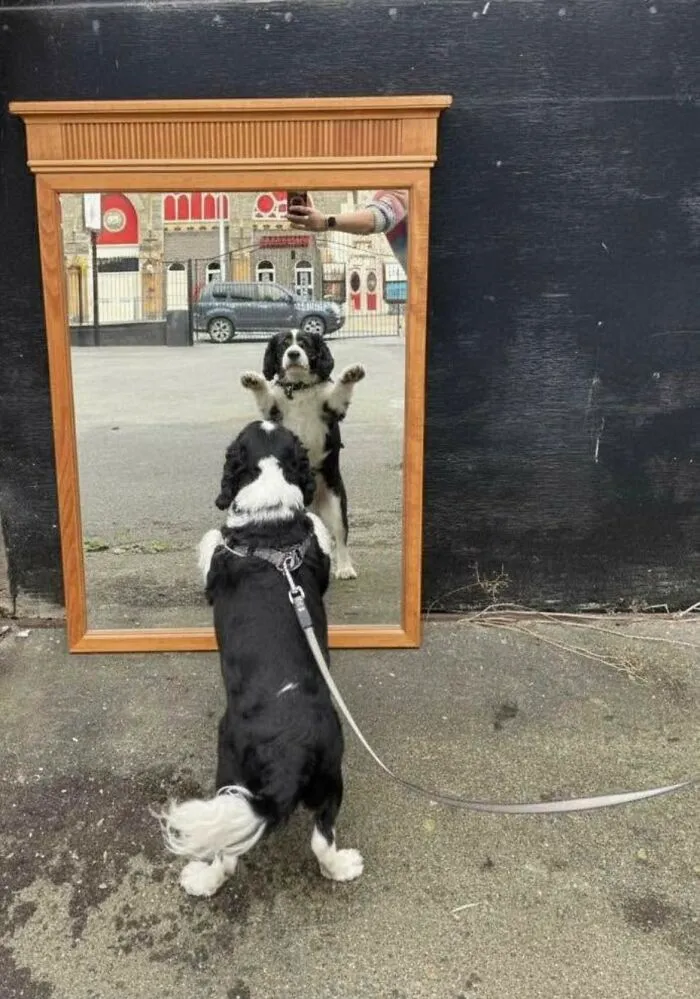 Dog Mirror