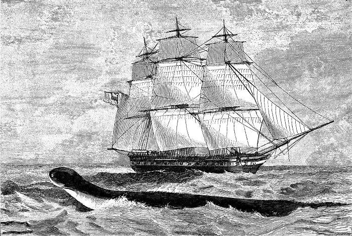 The HMS Daedalus' Sea Serpent