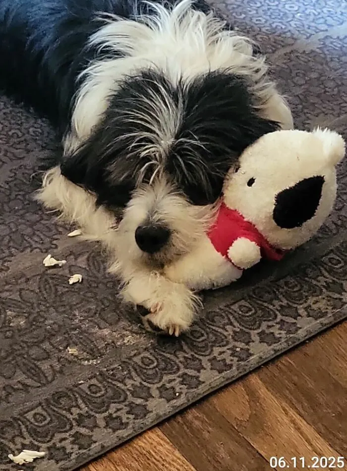 Jaxon The Wonder Dog And His Sidekick