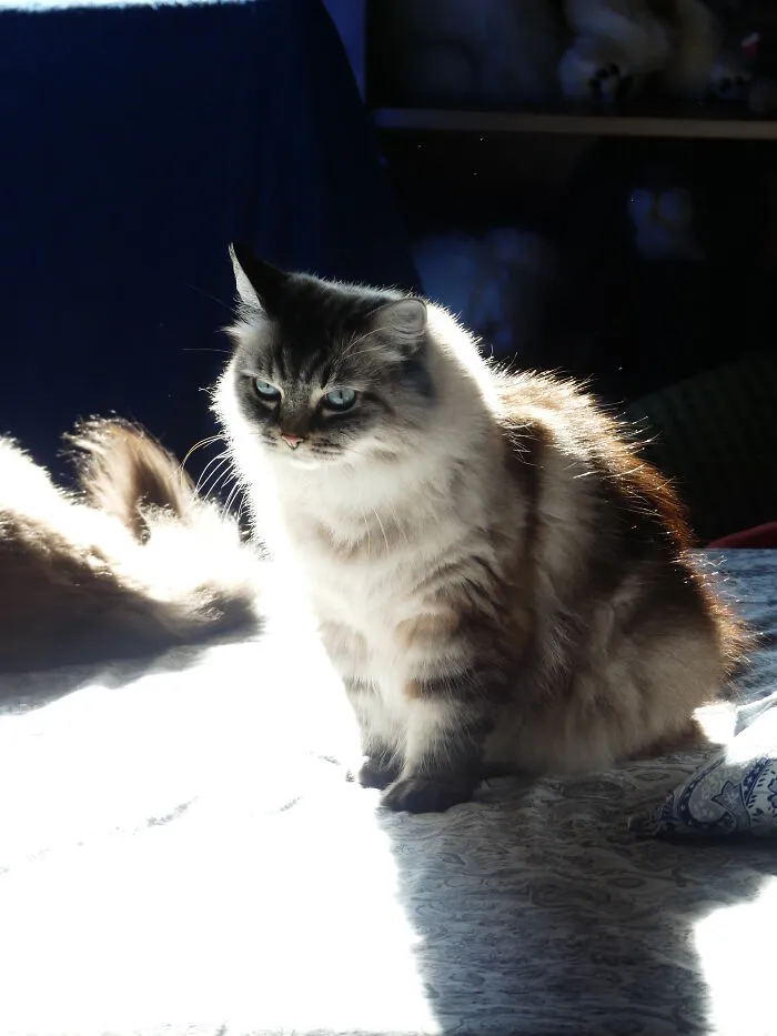 Nini (Ninotschka)