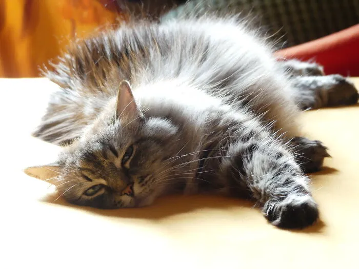 Nini (Ninotschka)