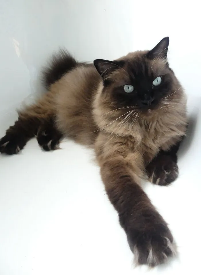 Toffee