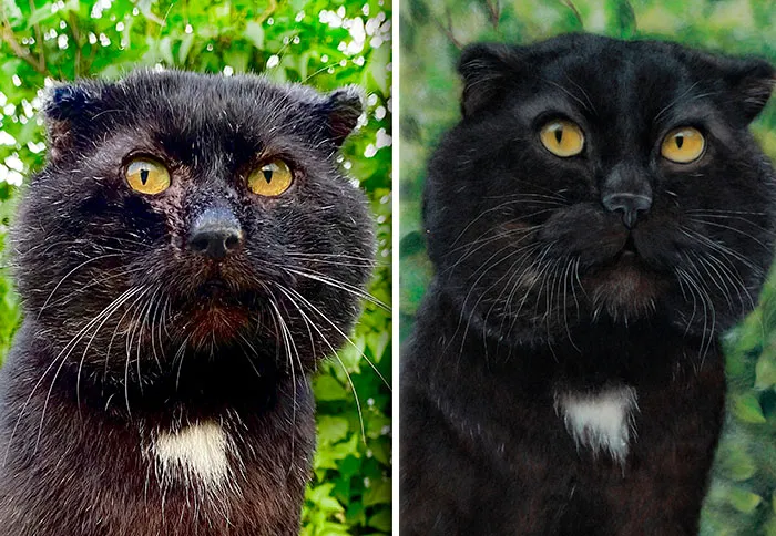 40 Handmade Pet Portraits That Capture Every Fluff And Whisker