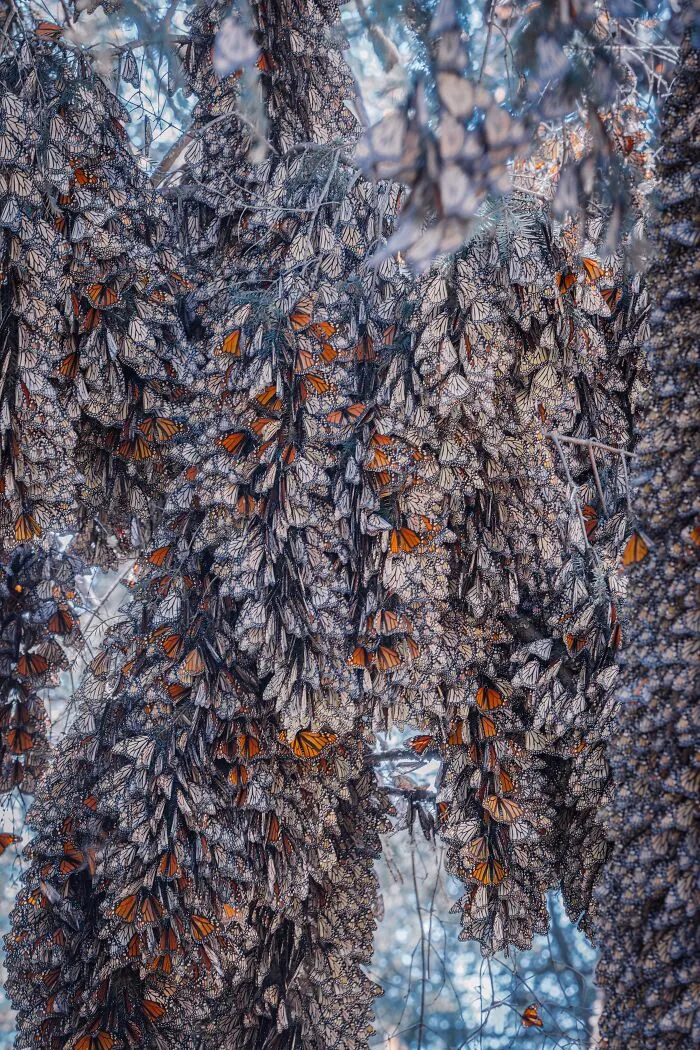 Among A Sea Of Monarch Butterflies In Mexico — The Most Magical Thing I’ve Ever Seen (35 New Pics)