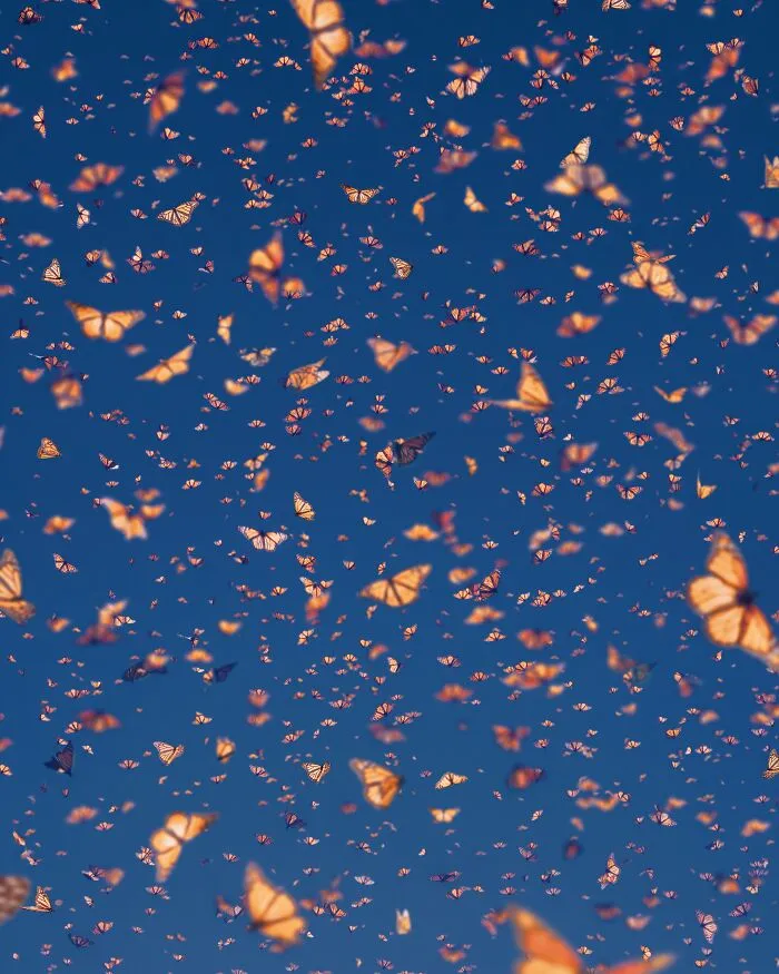 Among A Sea Of Monarch Butterflies In Mexico — The Most Magical Thing I’ve Ever Seen (35 New Pics)