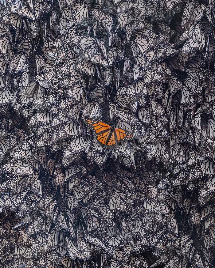 Among A Sea Of Monarch Butterflies In Mexico — The Most Magical Thing I’ve Ever Seen (35 New Pics)
