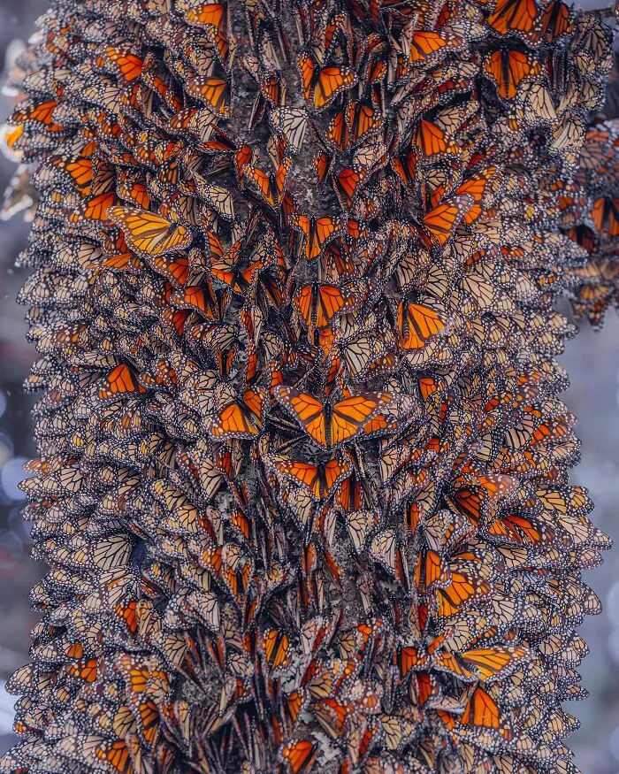 Among A Sea Of Monarch Butterflies In Mexico — The Most Magical Thing I’ve Ever Seen (35 New Pics)