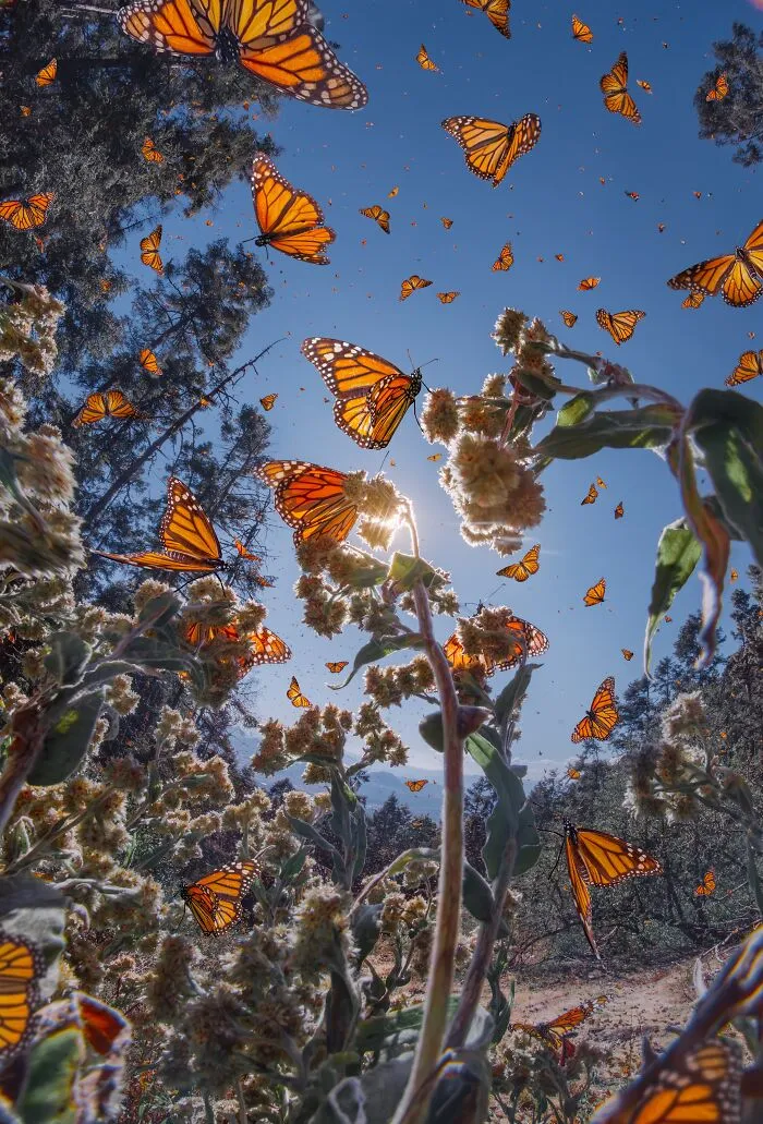 Among A Sea Of Monarch Butterflies In Mexico — The Most Magical Thing I’ve Ever Seen (35 New Pics)