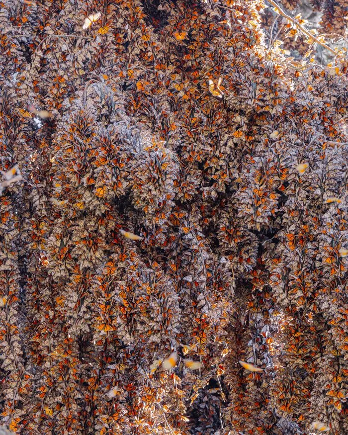 Among A Sea Of Monarch Butterflies In Mexico — The Most Magical Thing I’ve Ever Seen (35 New Pics)