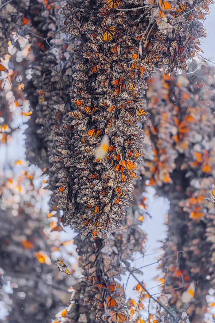 Among A Sea Of Monarch Butterflies In Mexico — The Most Magical Thing I’ve Ever Seen (35 New Pics)