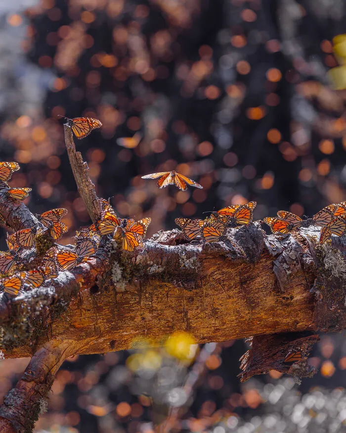 Among A Sea Of Monarch Butterflies In Mexico — The Most Magical Thing I’ve Ever Seen (35 New Pics)