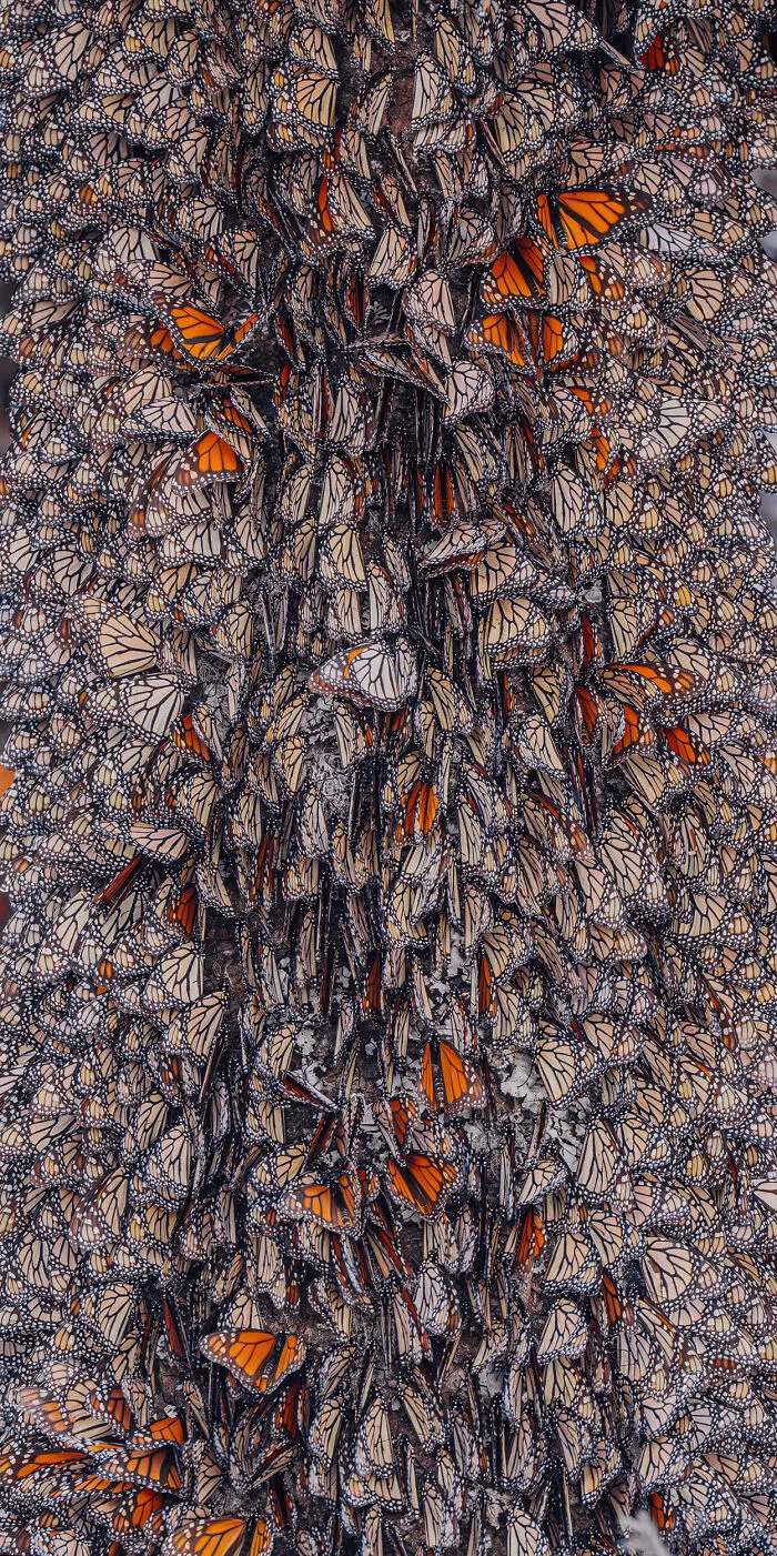 Among A Sea Of Monarch Butterflies In Mexico — The Most Magical Thing I’ve Ever Seen (35 New Pics)