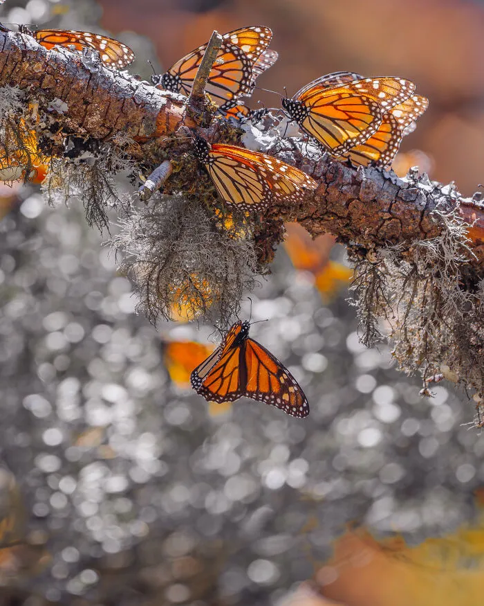 Among A Sea Of Monarch Butterflies In Mexico — The Most Magical Thing I’ve Ever Seen (35 New Pics)