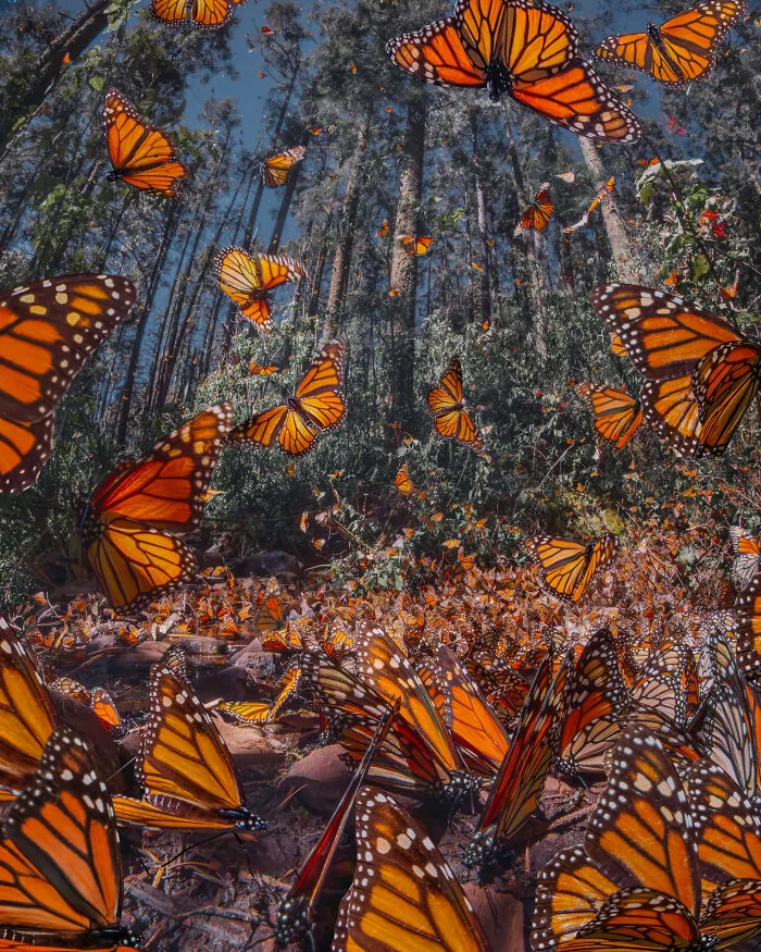 Among A Sea Of Monarch Butterflies In Mexico — The Most Magical Thing I’ve Ever Seen (35 New Pics)
