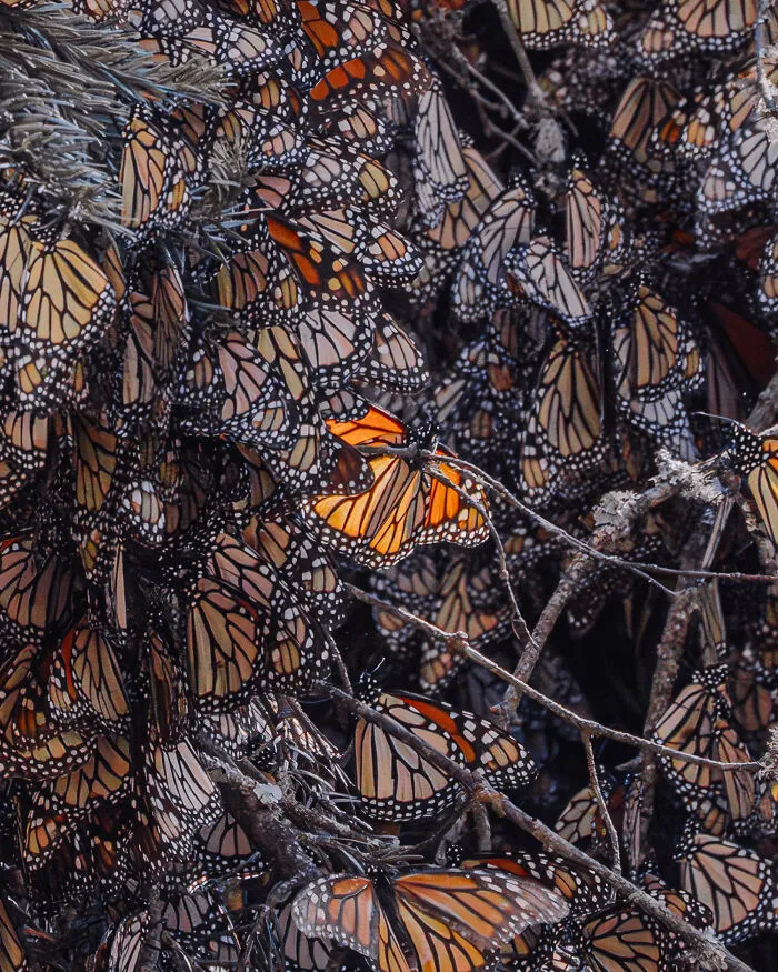 Among A Sea Of Monarch Butterflies In Mexico — The Most Magical Thing I’ve Ever Seen (35 New Pics)