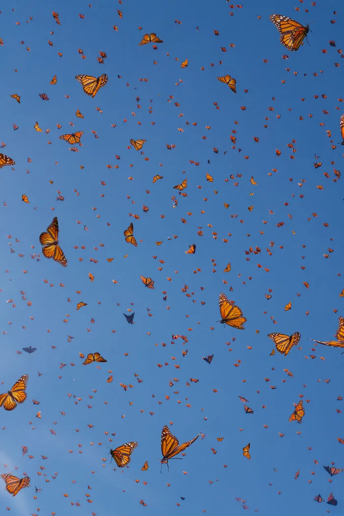 Among A Sea Of Monarch Butterflies In Mexico — The Most Magical Thing I’ve Ever Seen (35 New Pics)