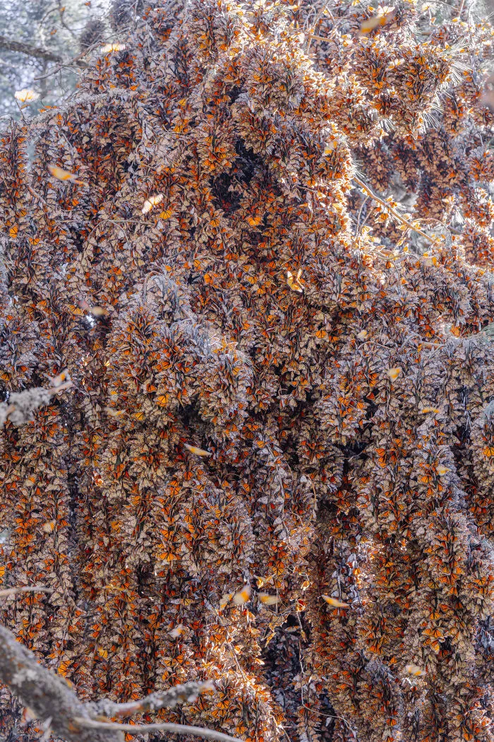 Among A Sea Of Monarch Butterflies In Mexico — The Most Magical Thing I’ve Ever Seen (35 New Pics)