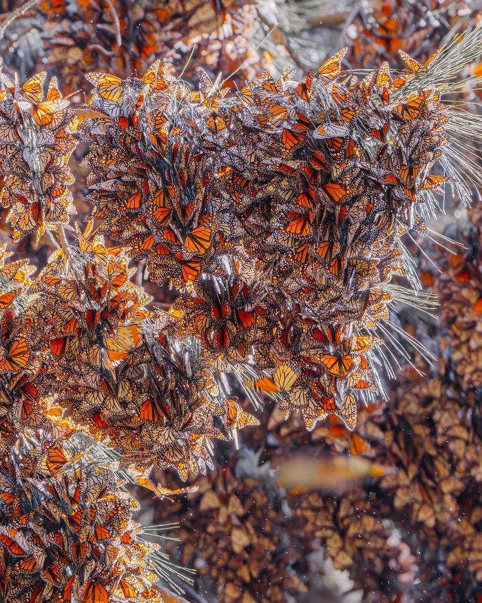 Among A Sea Of Monarch Butterflies In Mexico — The Most Magical Thing I’ve Ever Seen (35 New Pics)