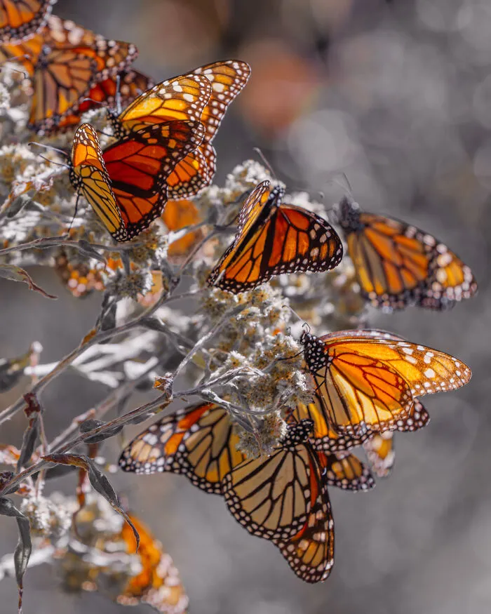 Among A Sea Of Monarch Butterflies In Mexico — The Most Magical Thing I’ve Ever Seen (35 New Pics)