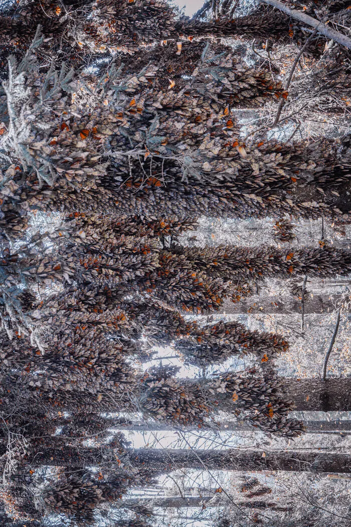 I Spent Several Days Among Hundreds Of Thousands Of These Beautiful Monarch Butterflies In Mexico