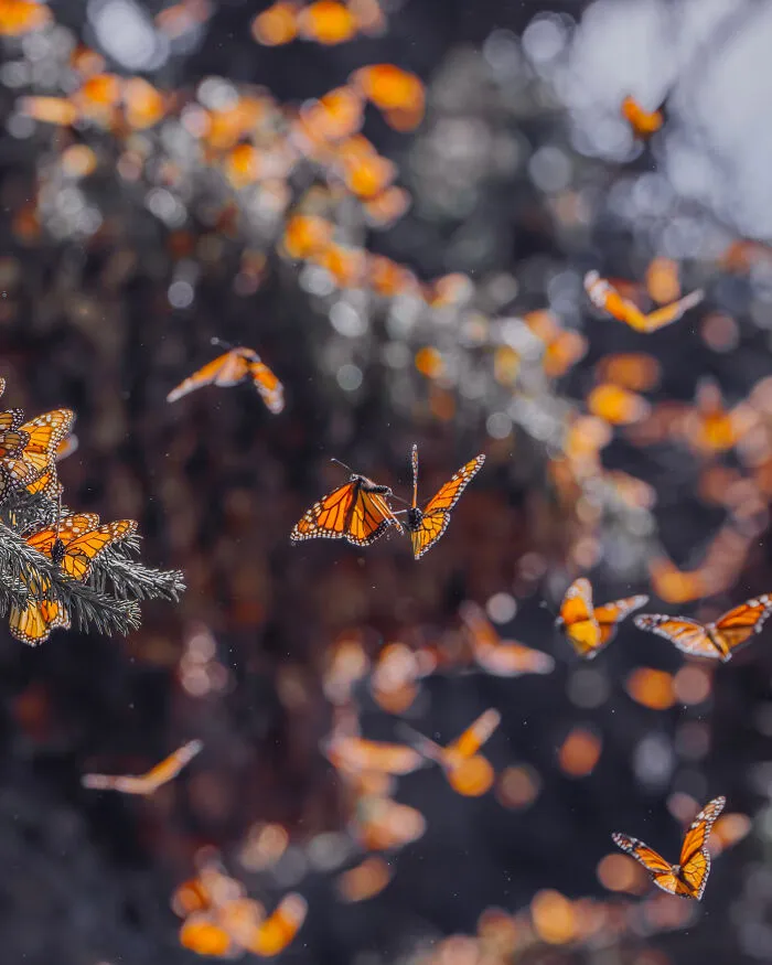 Among A Sea Of Monarch Butterflies In Mexico — The Most Magical Thing I’ve Ever Seen (35 New Pics)