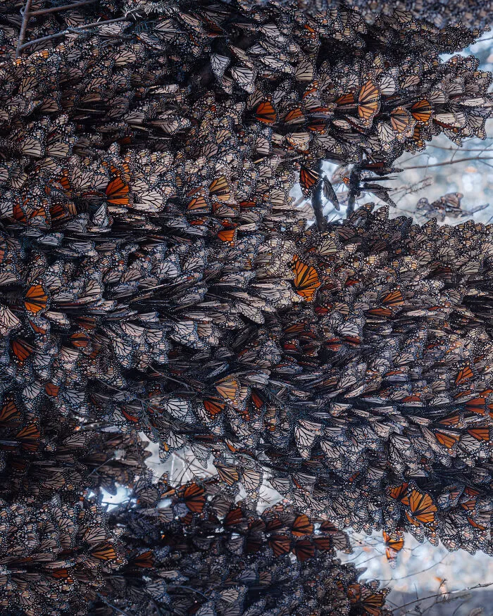 I Spent Several Days Among Hundreds Of Thousands Of These Beautiful Monarch Butterflies In Mexico
