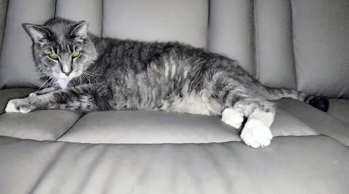 Whisky, 19 Yo Male, We Lost Him 9/28/25. The House Is Now Too Quiet