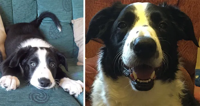 This Is Shilo When He Was 2 Months Old.  11 Years Later And He Is Still A Loveable Goofball!