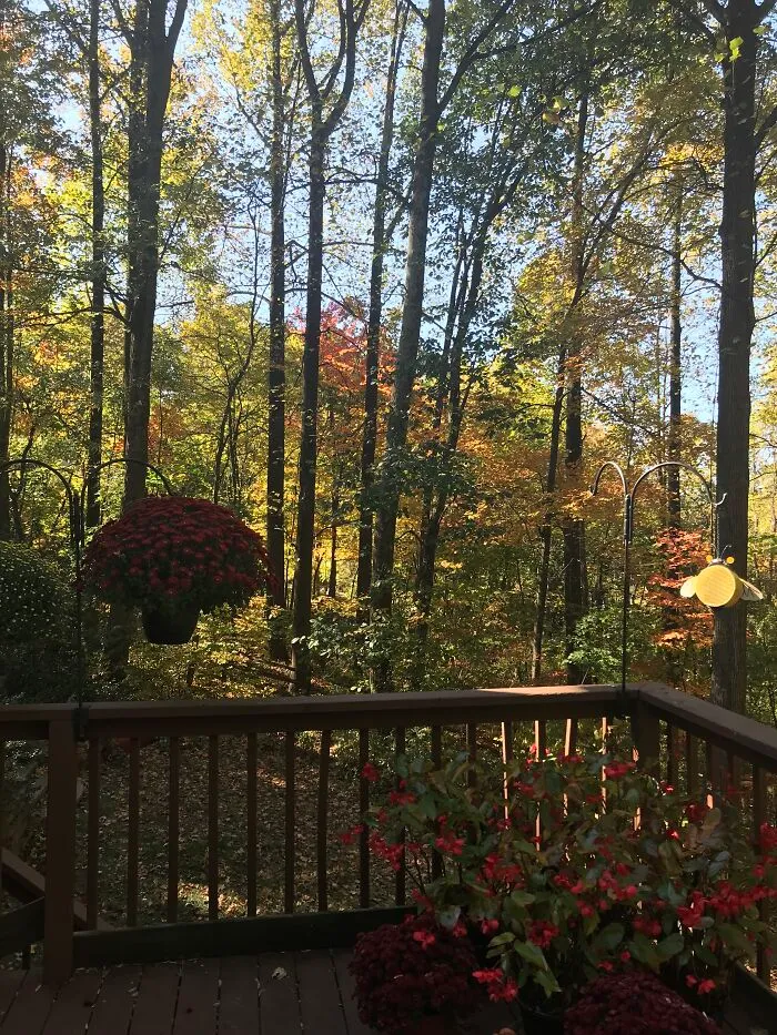 Our Deck And Back Yard. Love The Fall Colors!