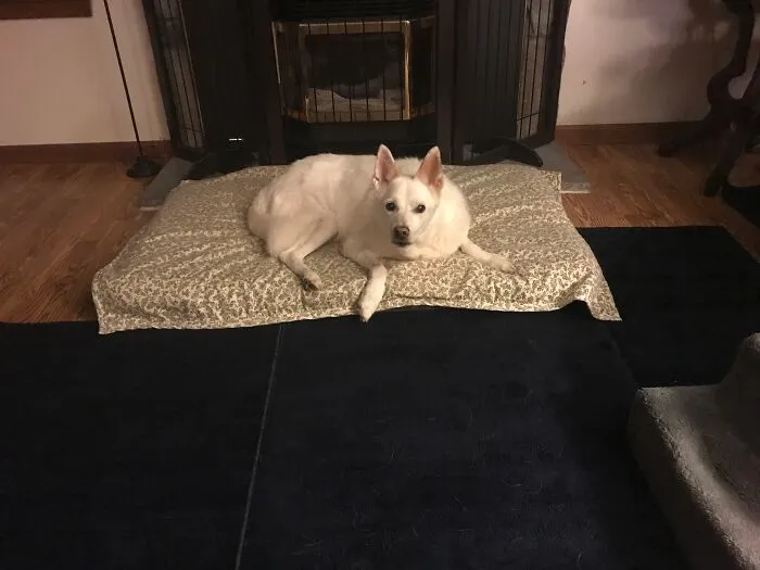 This Is Seamus
