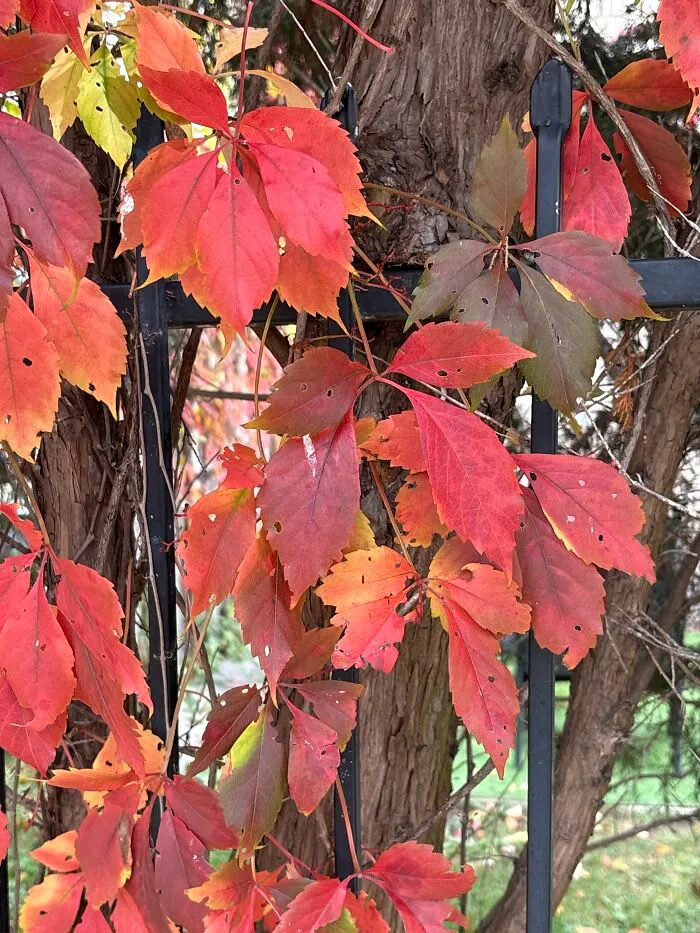 Walk Today. Toronto