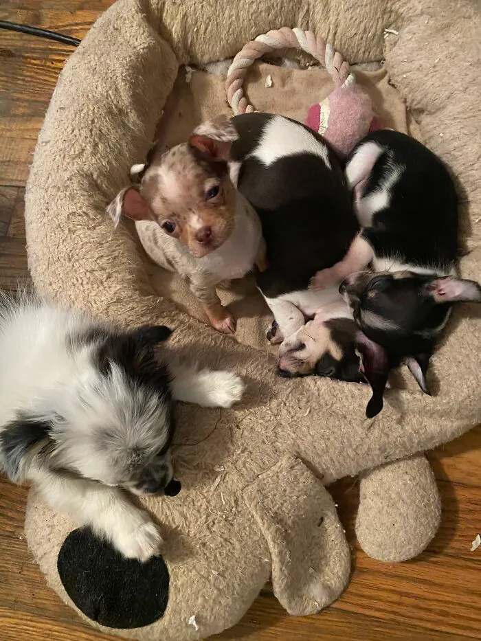 Life Of A Crazy Chihuahua Mama (35 Pics)