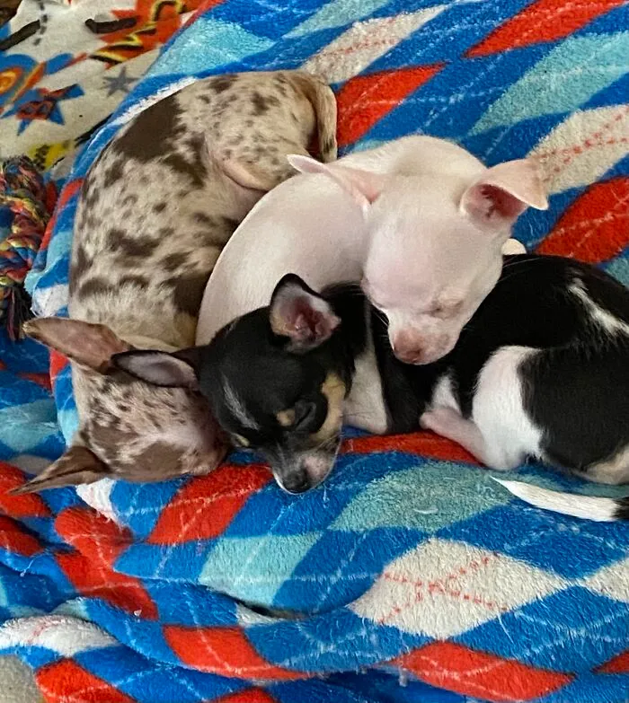 Life Of A Crazy Chihuahua Mama (35 Pics)