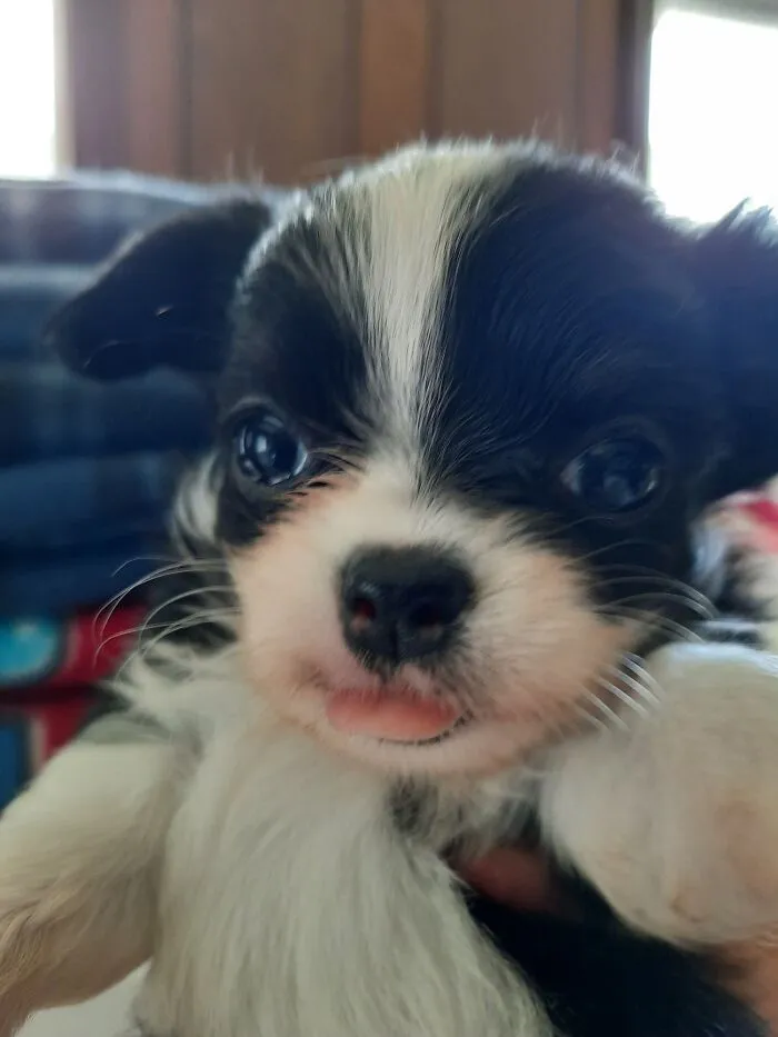 Life Of A Crazy Chihuahua Mama (35 Pics)