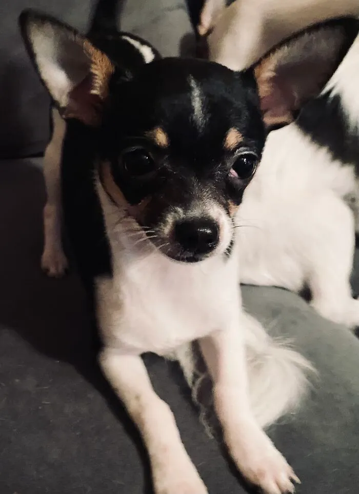 Life Of A Crazy Chihuahua Mama (35 Pics)
