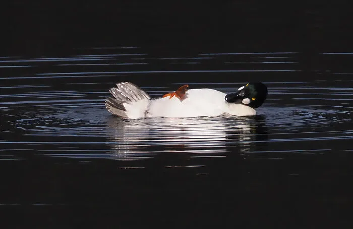John Speirs, "It Is Tough Being A Duck"