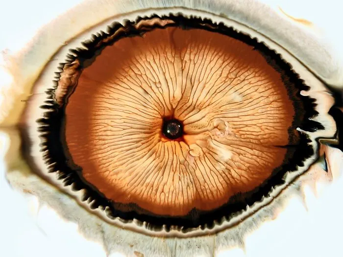 This Photographer Transforms Ink And Water Into Hypnotic Human-Iris Wonders (17 Pics)