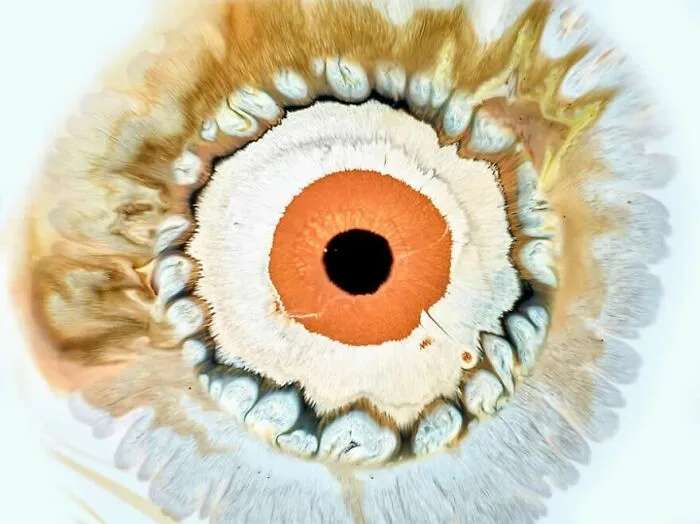 This Photographer Transforms Ink And Water Into Hypnotic Human-Iris Wonders (17 Pics)