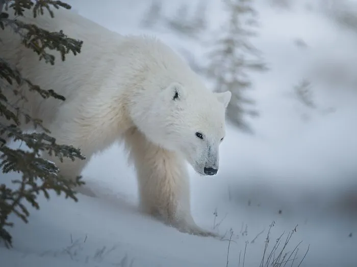 Polar bear in snowy wilderness captured in stunning wildlife photography during a global journey to photograph animals.