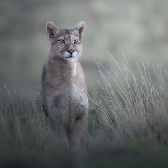 Mountain lion standing alert in tall grass, captured in a stunning wildlife photograph showcasing nature's beauty.
